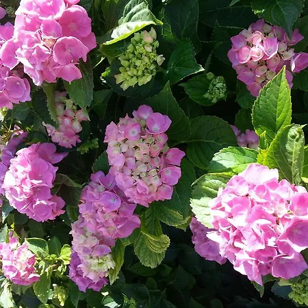 Bed & Bistro Che Piasi Calamandrana